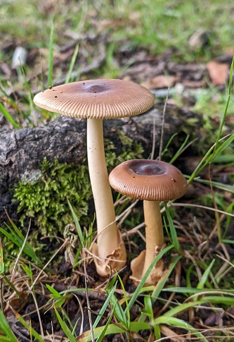 Amanita fulva